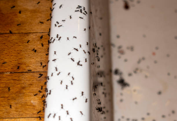 Best Exterminator Services  in Midway South, TX