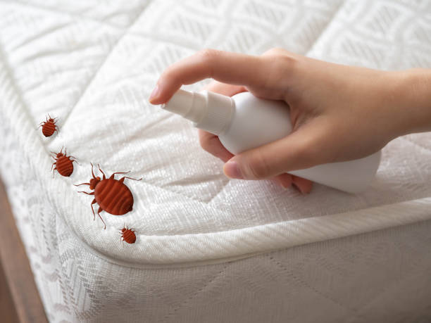 Best Bed Bug Extermination  in Midway South, TX