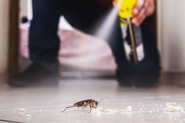 Best Pest Removal Services  in Midway South, TX