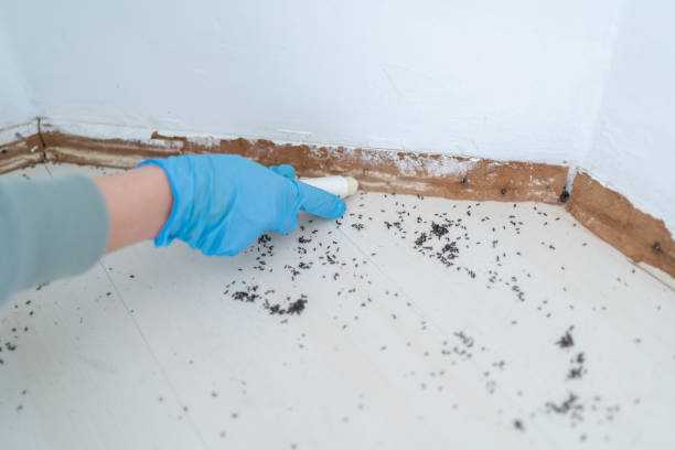 Best Commercial Pest Control Services  in Midway South, TX